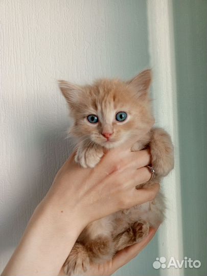 Котята