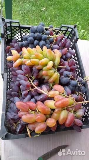 Черенки -винограда