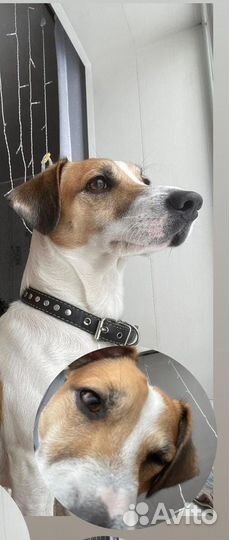 Вязка собак