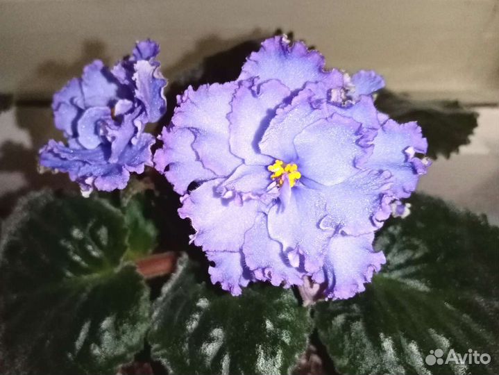 Фиалка Blue dragon