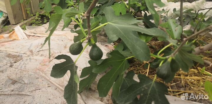 Инжир самоплодный