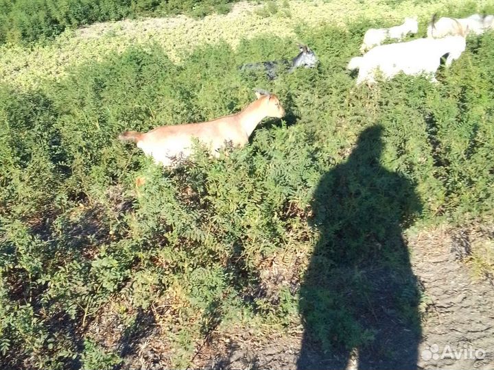 Козлики на племя