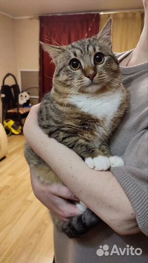 Кот Тёпа ищет дом