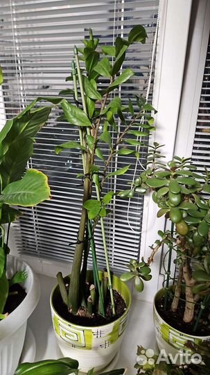 Цветок Замиокулькас