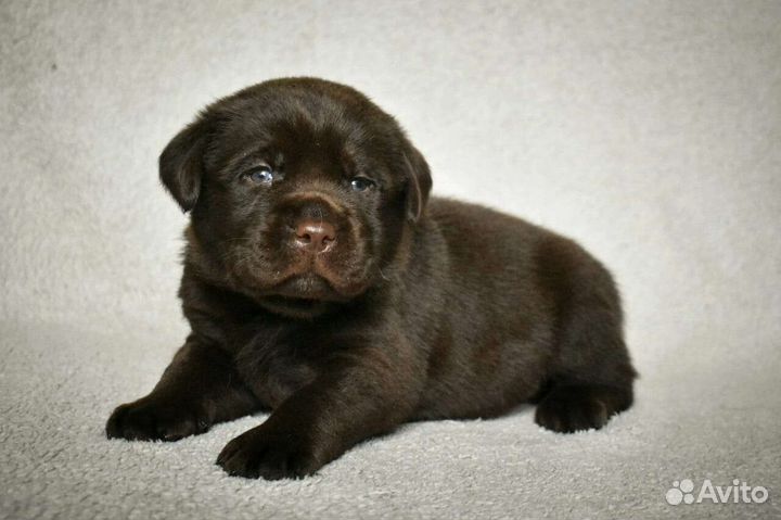 Щенки лабрадора