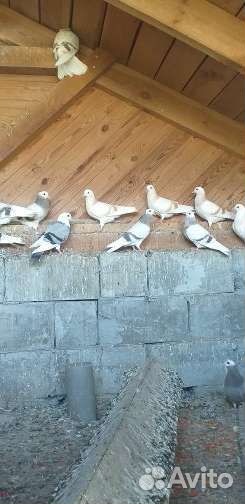 Продажа голубей пермские