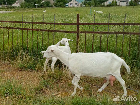 Зааненская коза