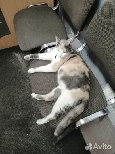 Отдадим кошечку