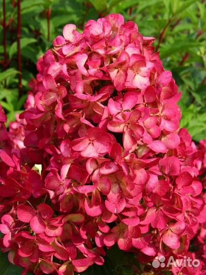Гортензия Даймонд Руж