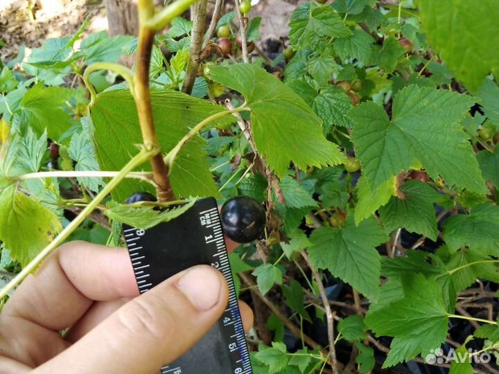 Саженцы Сортовая Чёрная смородина 2х летки