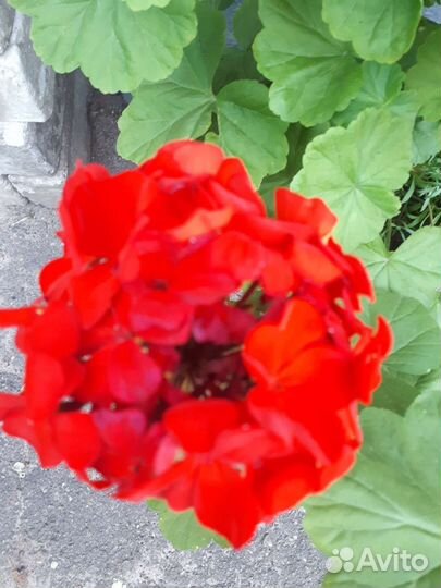 Пеларгония герань