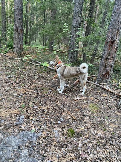 Западно сибирская лайка