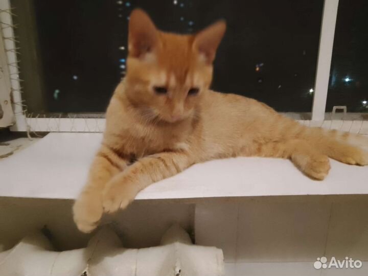 Котята подросли.ищут дом