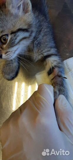 Ветеринарный врач