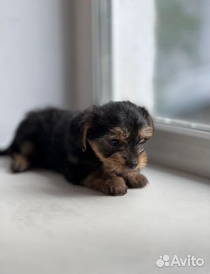 Йоркширский терьер мини