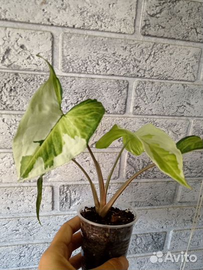 Сингониум Жаде и Конфетти