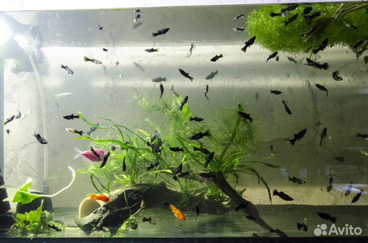 Аквариумные рыбки