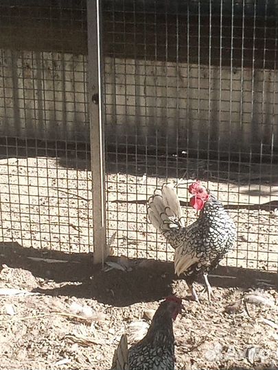 Петухи Сибрайт