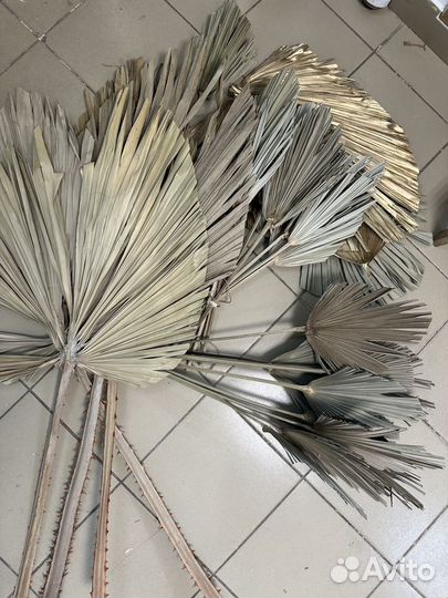 Листья пальмы