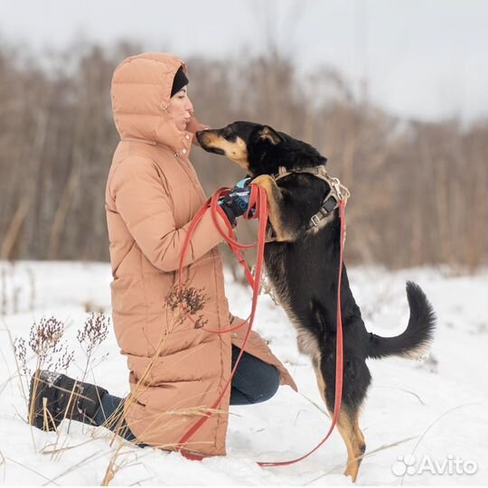 Собака в добрые руки