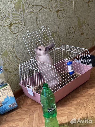 Продам кролика