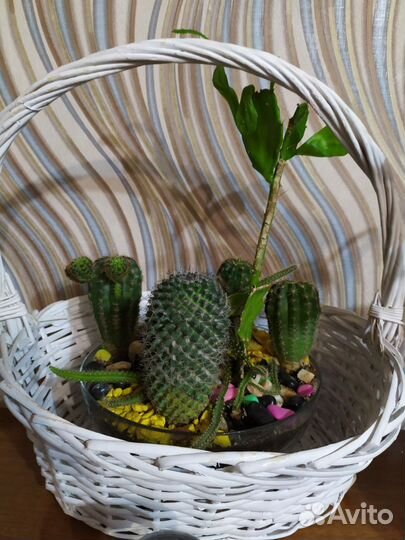 Любитеьямкактусов