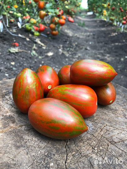 Семена редких, коллекционных томатов