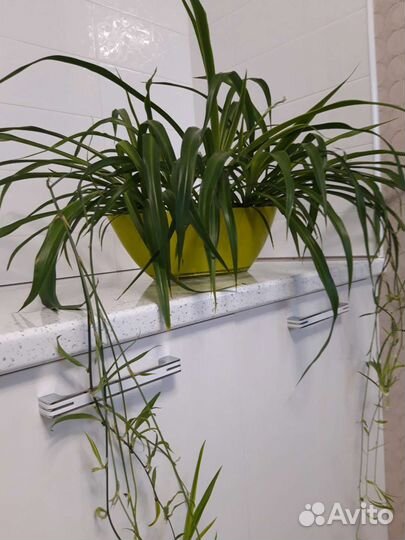 Хлорофитум