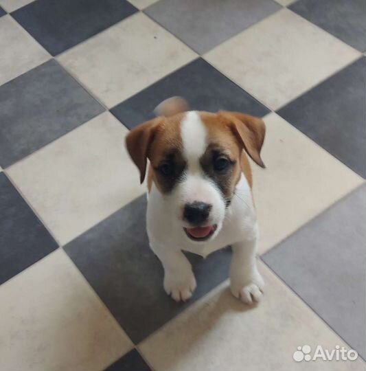 Клубная Джек девочка с документами