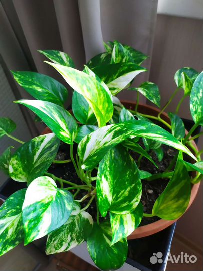 Сциндапсус золотистый+неон+энджой