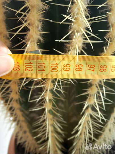 Эхинокактус грузони кактус Огромный D50 h39