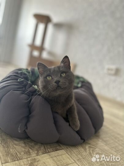 Кошка Соня ищет дом