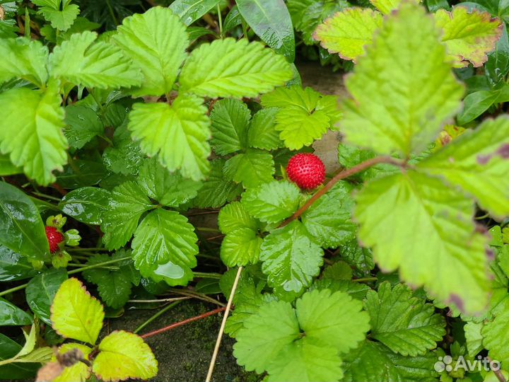 Индийская земляника дюшенея