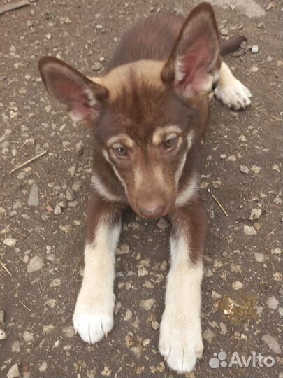 Щенки в добрые руки даром