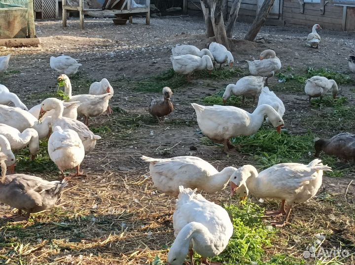 Гуси, утки, индоутки, индюк, кролики белый панон