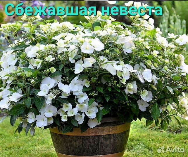 Черенки гортензий