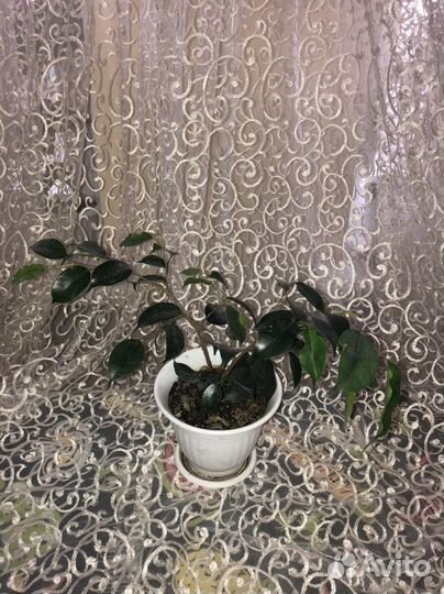 Фикус бенджамина