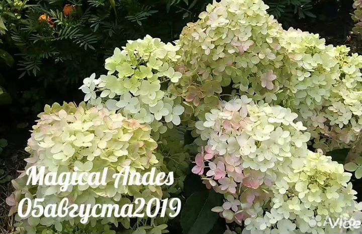 Гортензии метельчатые и древовидные