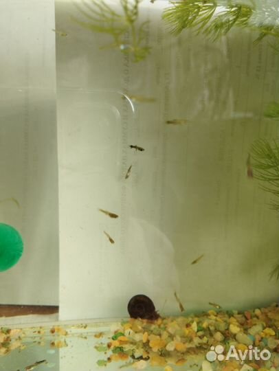 Продам мальков гуппи