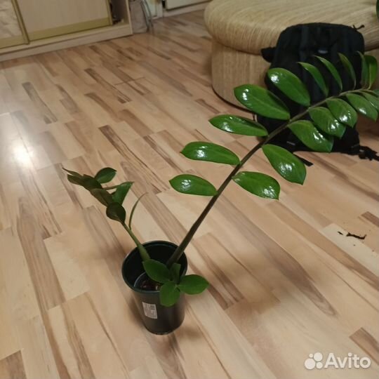 Замиакулькас долларовое дерево