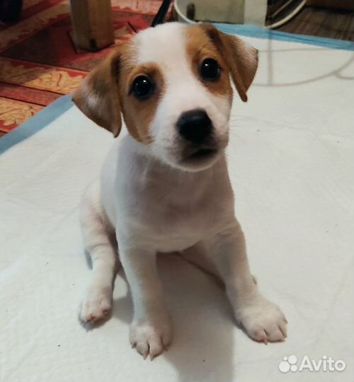 Продажа щенков Джек-рассел-терьер