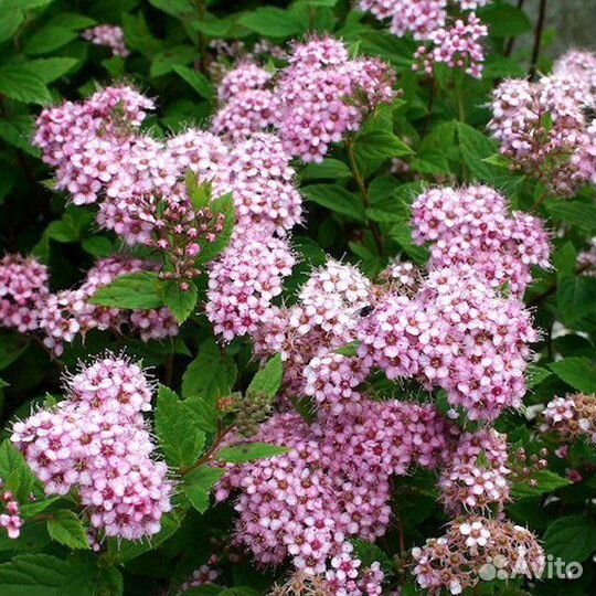 Спирея японская Литл Принцесс