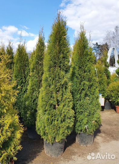 Туи с доставкой. Питомник