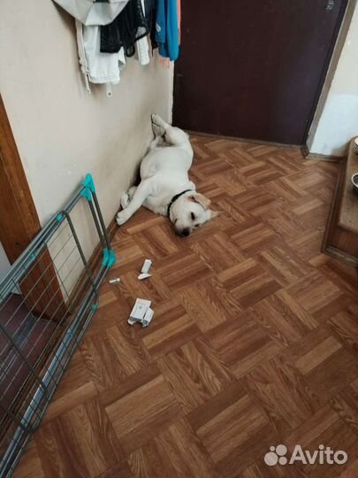 Лабрадор для Вязки Кобель