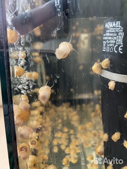 Улитки ампулярии