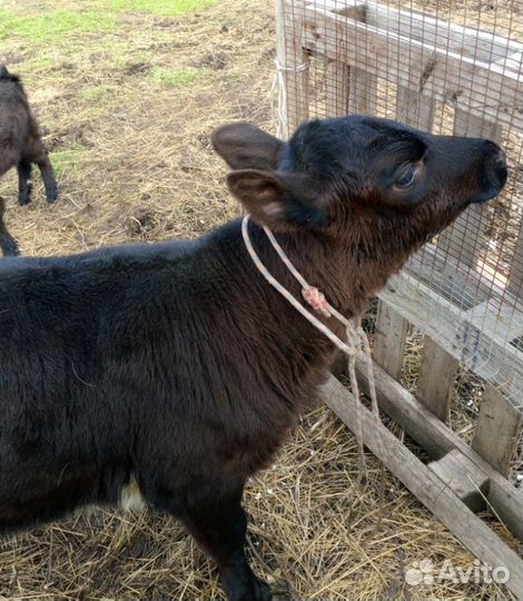 Телочка 2 месяца