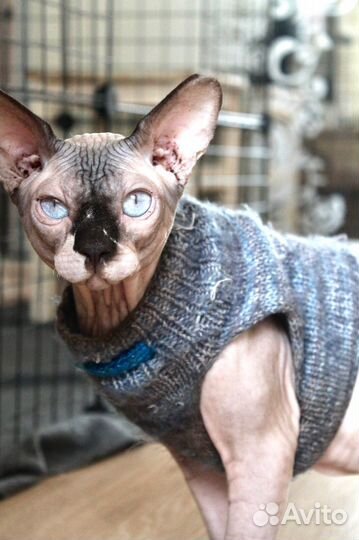 Канадский сфинкс вязка