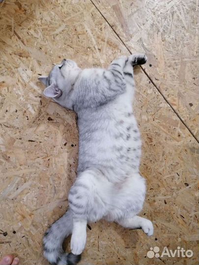 Кот шотландец вязка