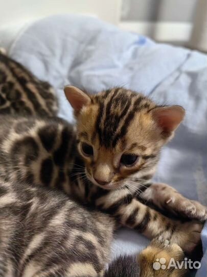 Бенгальская