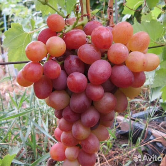Саженцы винограда